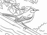 Mockingbird Coloring Drawing Northern Pages Color Luna Getdrawings sketch template