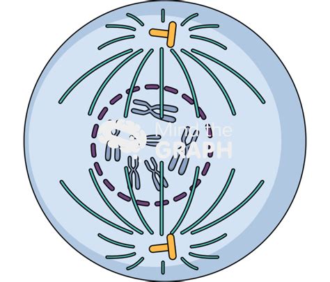 cell prophase