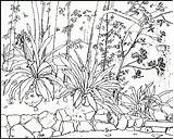 Nature Adults Printable Coloring Pages Kids Waterfall Scenes Print Rainforest Color Drawing Natur Getcolorings Sketch Template Getdrawings Colorings Comments sketch template