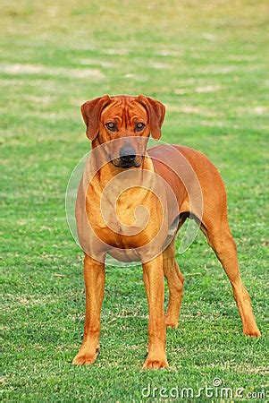 rhodesian ridgeback dog full body stock images image