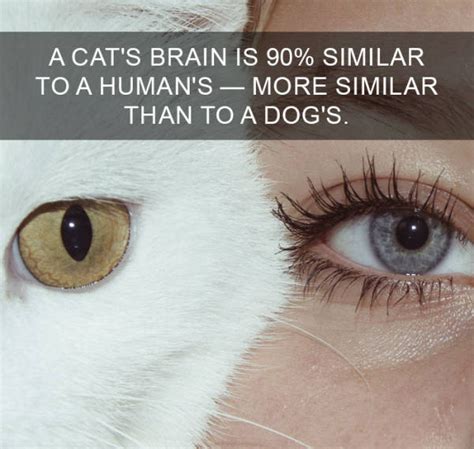 Cats Are So Interesting There S Even Facts About Them 38 Pics
