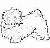 Coloring Havanese Pages Poodle Printable Toy Baby Bichon Dogs Categories sketch template