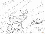 Reindeer Flying Drawing Getdrawings sketch template