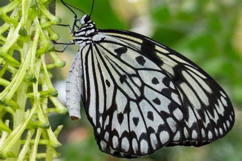 10 fascinating facts about butterflies