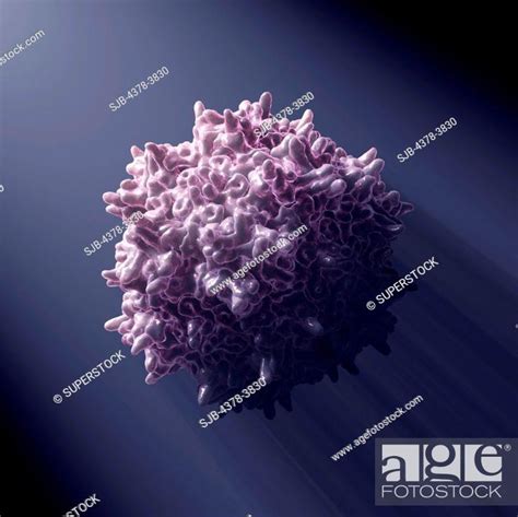 Atomic Structure Of Adeno Associated Virus Pdb 1lp3 A Vector For Human