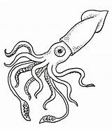 Squid Coloring Drawing Pages Giant Colossal Outline Octopus Printable Color Simple Realistic Colouring Invertebrates Sheets Animals Ocean Drawings Sheet Sea sketch template