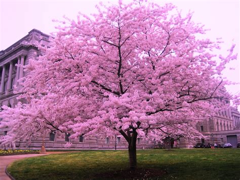 photo cherry blossom tree blooming blossoms cherry blossom
