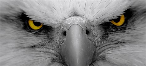 eagle eye northmantrader