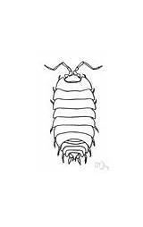 Isopoda Clipart Clipground Porcellio sketch template