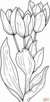Tulpen Ausmalbild Tulips Tulpe Einfache Schoene Ausmalbilder Malvorlage Tulip Patterns sketch template