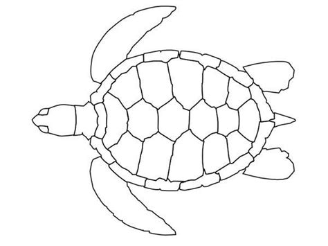 pin  caroline rebecca  painting turtle coloring pages sea turtle