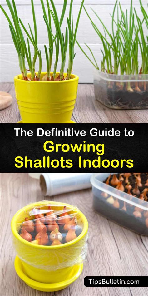 indoor shallot garden clever tricks  growing shallots  home