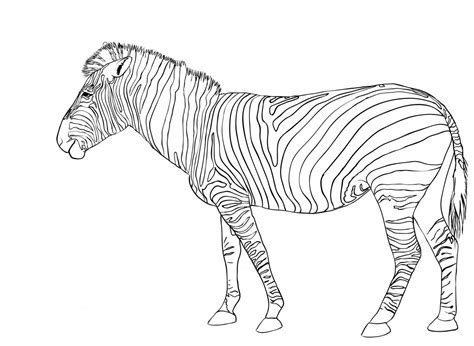 zebra coloring page photo animal place