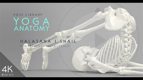 yoga anatomy yin yoga halasana  snail pose  youtube