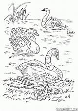 Lago Cisnes Coloring Colorare Disegni Swans Ptaki Lac Cygnes Colorkid Kolorowanki Dibujos łabędzie Cigni Jeziorze Aves Kolorowanka sketch template