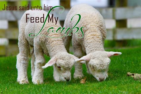 feed  lambs imperfect homemaker