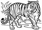 Tiger Mewarnai Gambar Coloring Harimau Tigre Selvagens Hewan Tigres Singa Animais Sketsa Binatang Atividades Muka Mewarnaigambar Malvorlagen Kostenlos Pedagogicas Kartun sketch template