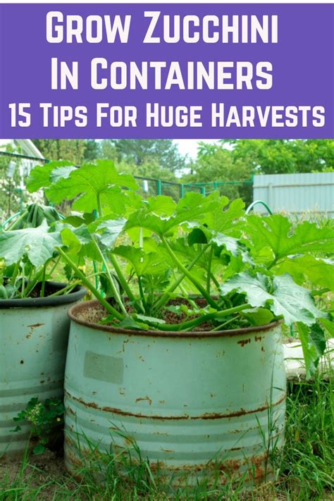 grow zucchini  containers  tips  huge harvests growing