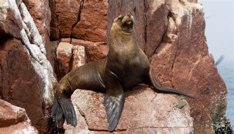 eximir punto arqueologico isla ballestas paracas peru insignificante