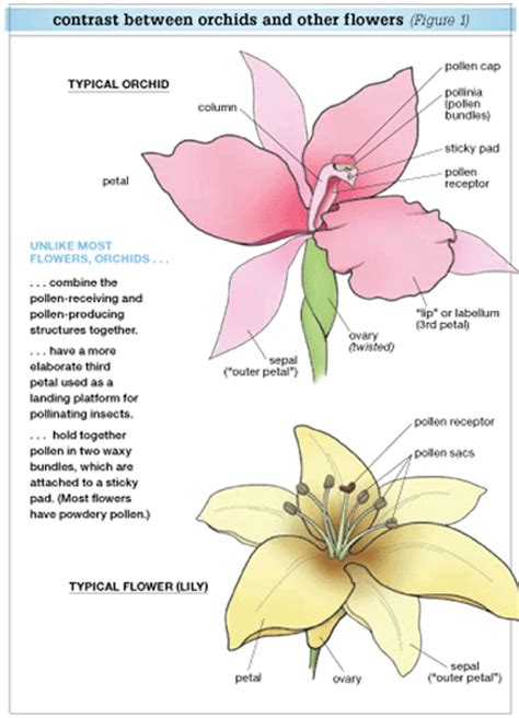 Orchids—a Bouquet Of Adaptations Answers In Genesis