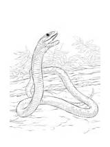 Mamba Coloriage Schwarze Ausmalbilder Snake Schlange Ausmalbild Schlangen Serpent Supercoloring Reptilien Anaconda Designlooter sketch template