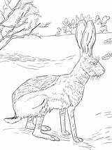 Jackrabbit Coloring Pages Jack Rabbit sketch template
