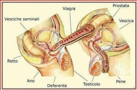 gay sex intercourse x ray diagram