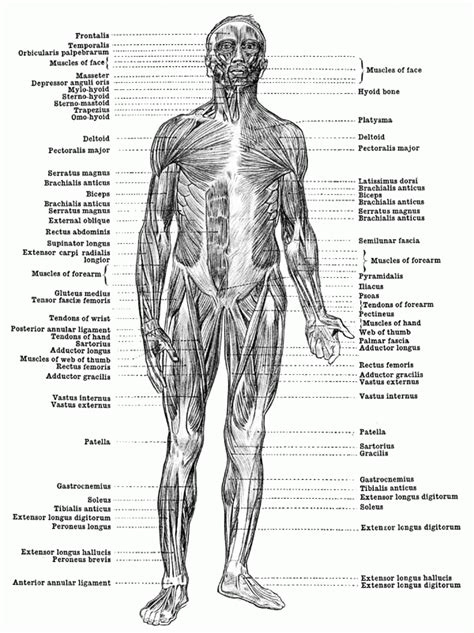 muscle anatomy coloring page quality coloring page coloring home