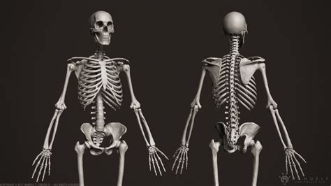 human skeleton  model cgtrader