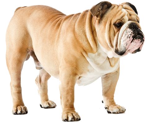 yorkshire terrier  english bulldog breed comparison