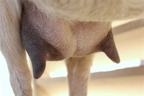 how to milk a goat step by step pictures