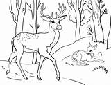 Deer Coloring Pages Family Animal Printable Pdf Drawings Choose Board sketch template