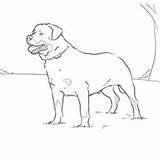 Rottweiler Coloring Pages Dog Template sketch template