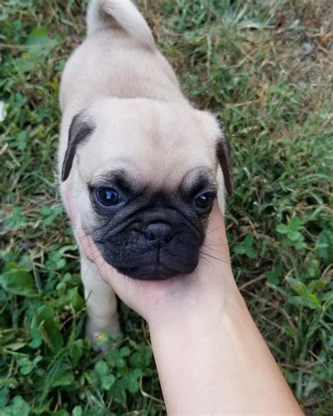 pug puppies  sale kennett square pa