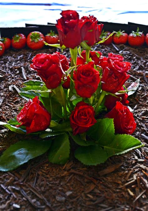 love rose beautiful rose t rose photos for desktop free download