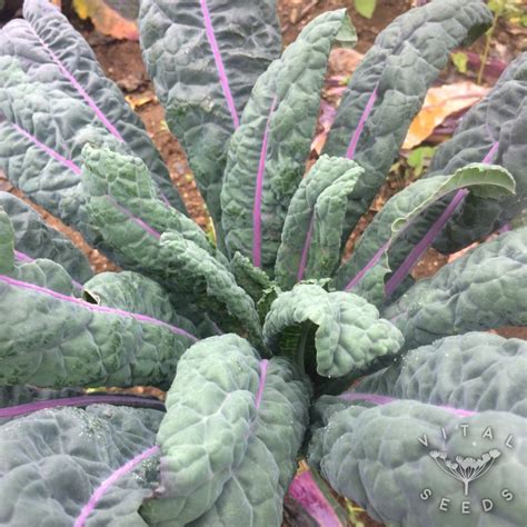 kale dazzling blue organic vital seeds