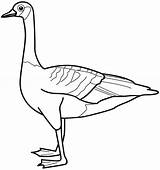 Goose Coloring Pages Printable Color Kids Sheets Animal Canada Ducks Duck Colouring Found Choose Board sketch template