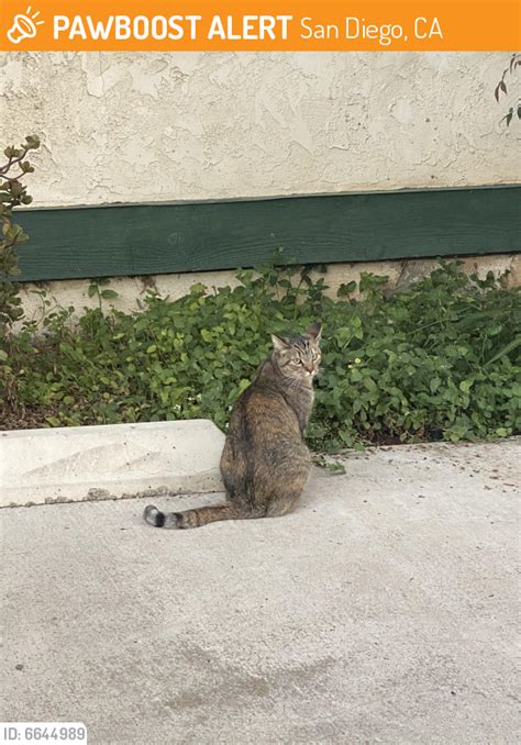 found stray cat in san diego ca 92104 id 6644989