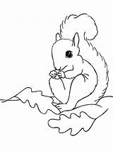Squirrel Bacheca sketch template