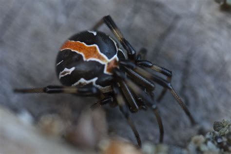 katipo spider latrodectus katipo the katipo is an