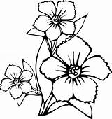 Flower Coloring Drawings Pages Flowers Drawing Choose Board Outline sketch template