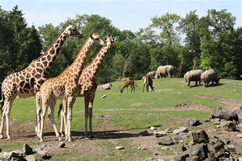dierenpark emmen visit emmens largest zoo netherlands tourism