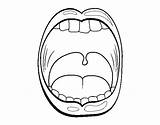 Throat Coloring Pages Tongue Gallbladder Template Coloringcrew Colorear Garganta Sketch Human Body sketch template