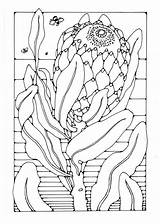 Protea Kleurplaat Malvorlage Flower Malvorlagen Kapuzinerkresse Bocca Designlooter Schulbilder Educolor Herunterladen sketch template