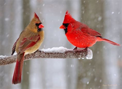 winter northern cardinals copyright strictly enforced  flickr