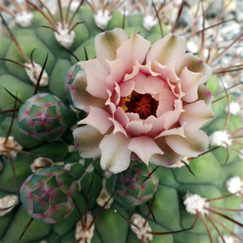 kaktus bluete foto bild pflanzen pilze flechten kakteen