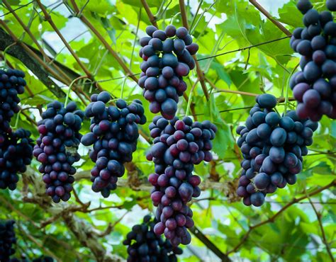 southern home grape vines  sale  tree center