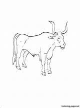 Ox Coloring Musk Printable Getcolorings Pages Oxen sketch template