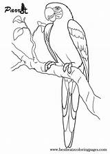 Parrot Parrots Morro Bird sketch template