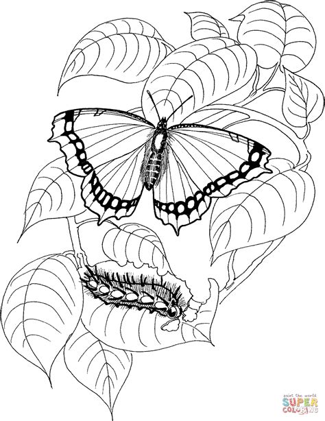 gambar hungry caterpillar coloring page home pages butterfly  rebanas